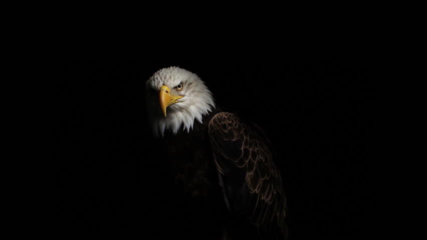 American Bald Eagle turns head in different directions isolated on dark background. USA National symbol. Copy space