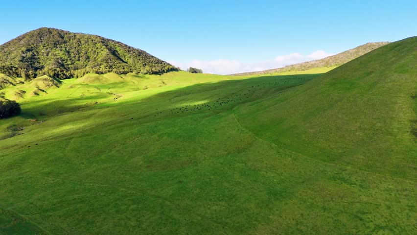 Aerial view of green hills and cattle, United States.
