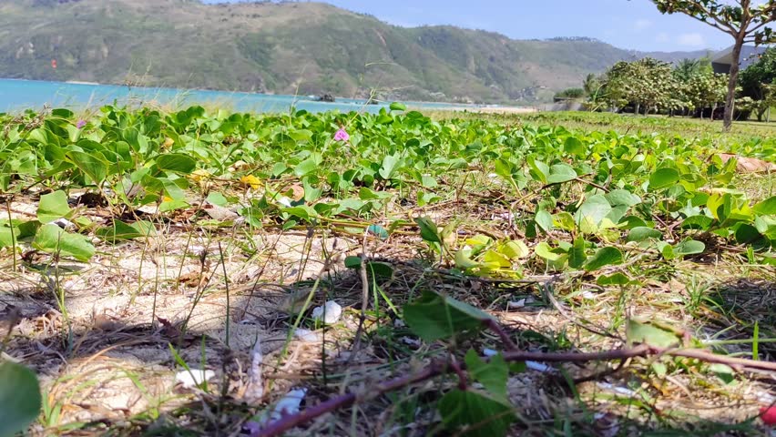 Expanses of green dancing on the white sand, swaying to the rhythm of crashing waves and whispering winds a symphony of nature.