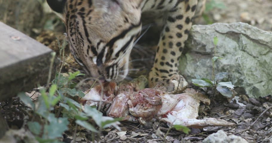 Wild ocelot feeding on its prey. Detailed view of the spotted feline's face and the primal act of consuming food outdoors