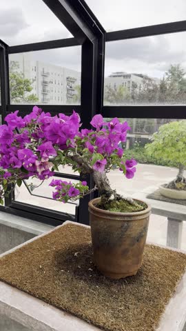 Denver Botanic Gardens, Denver, Colorado, botanical garden, botanic garden, public garden, garden path, greenhouse, conservatory, flowers, blooming flowers, summer flowers, fall colors, native plants