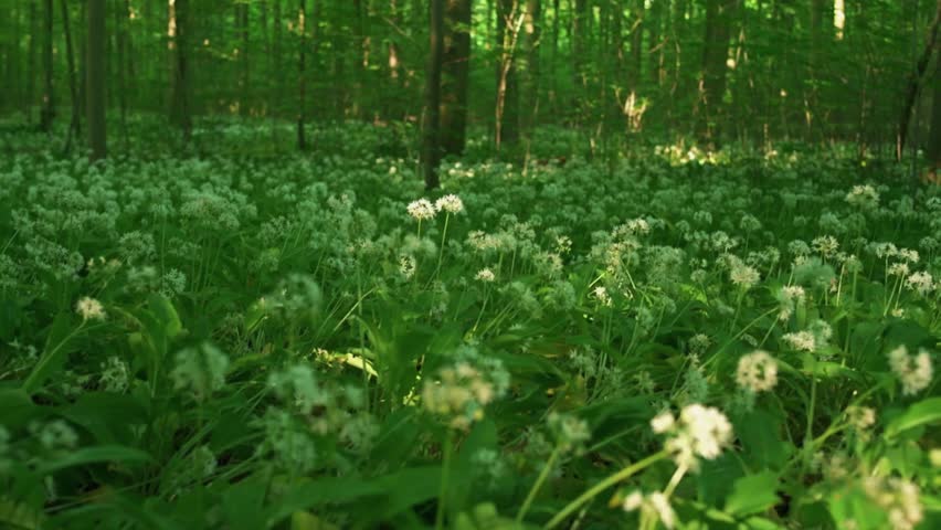 green forest floor, flower field woods, spring nature growth, vibrant forest bloom, peaceful meadow forest, forest, flowers, green, spring, meadow, nature, floral, cinematic, bloom, grass, peaceful