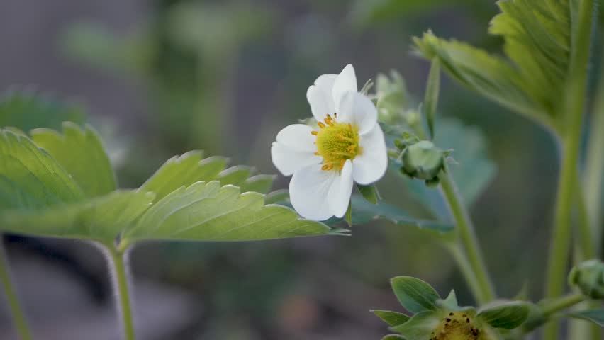 White petals and yellow center of strawberry flower surrounded by green leaves. Gardens early stage of fruit growth. Fresh produce cycle starting, leading to strawberries ready for picking