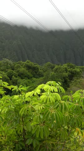 Hawaii botanical gardens tropical landscape