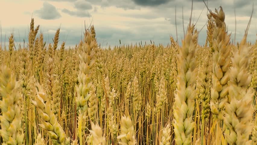 Field Of Grain, Rich Harvest Season, Rural Golden Wheat, Wheat Crop Growing, Cloudy , Summer Scene, Agricultural Abundance, Countryside Wheat Farm, Stems In Wind, Vast Wheat Plains,