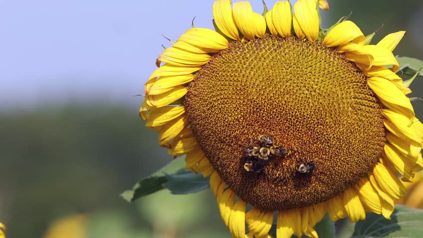Bumble honeybees lit on face of sunflower in giant sunflower field.