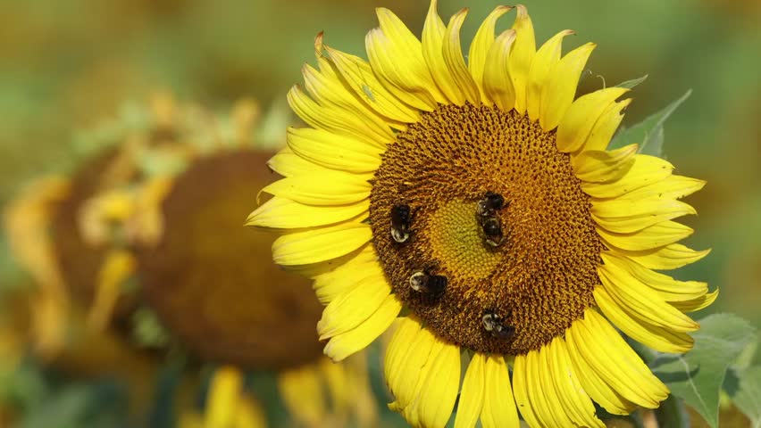 Bumble honeybees lit on face of sunflower in giant sunflower field.