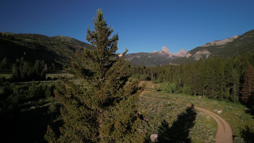 Aerial reveal Grand Teton from pine tree in Teton Canyon in Wyoming in summer