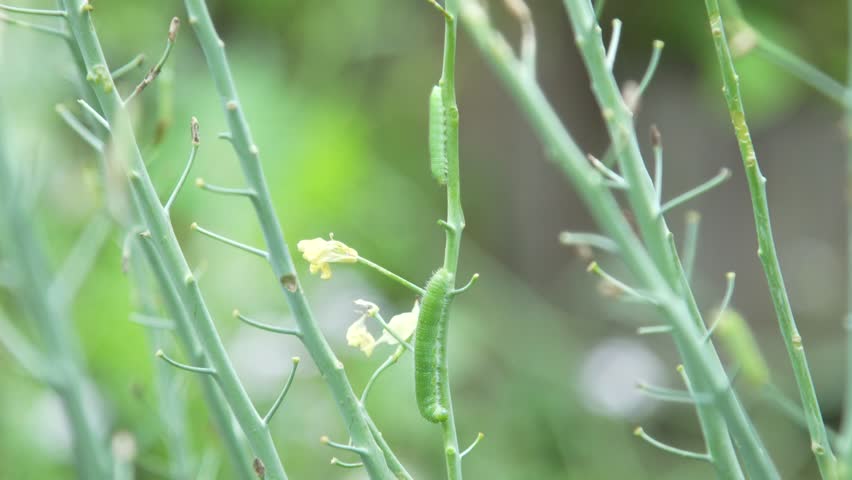 Image of caterpillars on branches