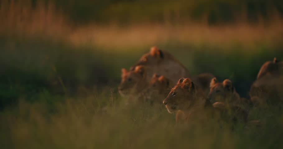 lion, sunset, grassland, kenya, wildlife, nature, predator, savannah, africa, bigcat, majestic, goldenhour, safari, wild, wilderness, animal, roaming, landscape, feline, travel, tourism, safariadventu