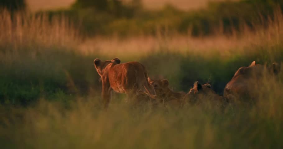"Magnificent Lion Roaming the Golden Grasslands of Kenya at Sunset — Breathtaking Wildlife Footage Capturing the Majestic Presence of Africa’s King in a Serene Savannah Landscape Bathed in Warm Evenin