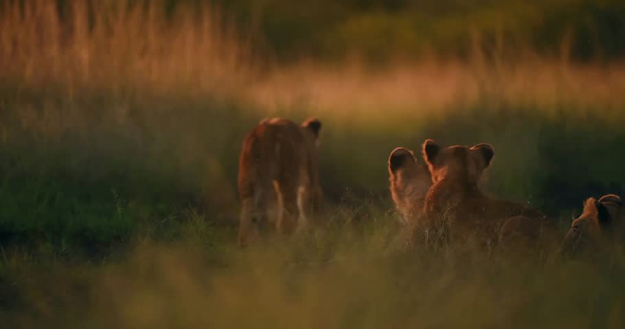 "Magnificent Lion Roaming the Golden Grasslands of Kenya at Sunset — Breathtaking Wildlife Footage Capturing the Majestic Presence of Africa’s King in a Serene Savannah Landscape Bathed in Warm Evenin