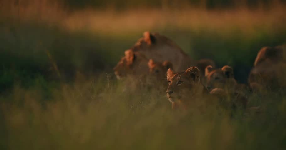 "Magnificent Lion Roaming the Golden Grasslands of Kenya at Sunset — Breathtaking Wildlife Footage Capturing the Majestic Presence of Africa’s King in a Serene Savannah Landscape Bathed in Warm Evenin