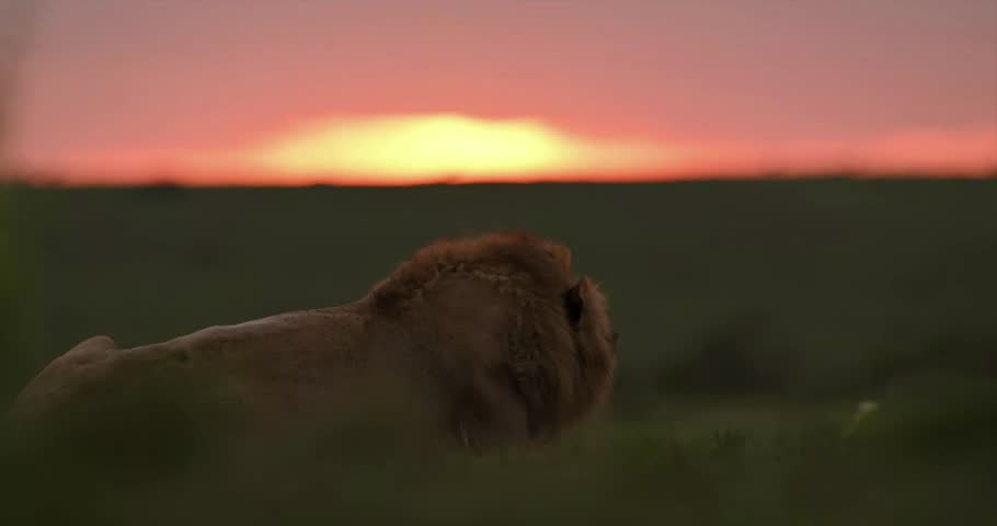 "Magnificent Lion Roaming the Golden Grasslands of Kenya at Sunset — Breathtaking Wildlife Footage Capturing the Majestic Presence of Africa’s King in a Serene Savannah Landscape Bathed in Warm Evenin