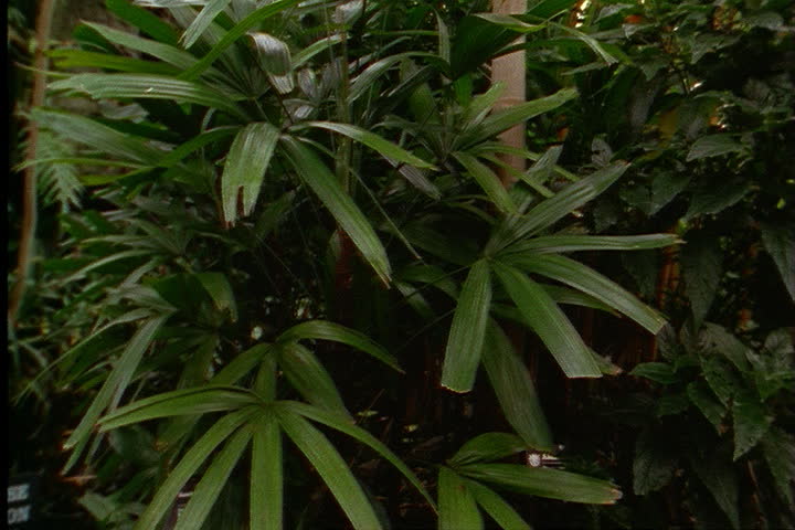 ST. LOUIS - CIRCA MARCH 2000: Pan over tropical rainforest plants in Climatron
