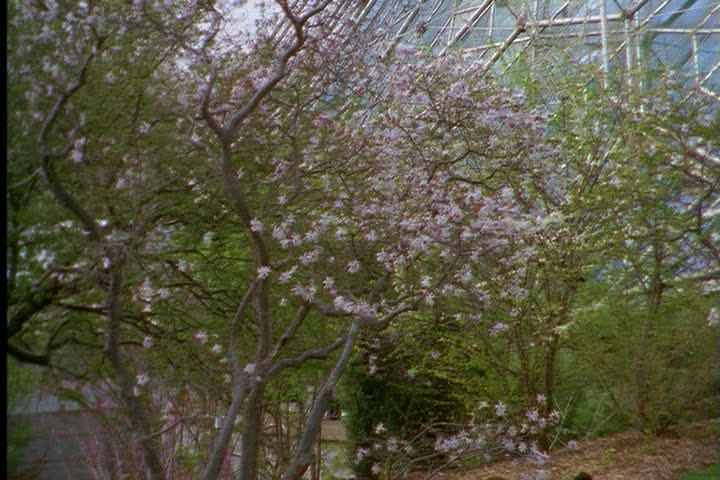 ST. LOUIS - CIRCA MARCH 2000: Tilt up from blossoming trees to geodesic dome exterior.