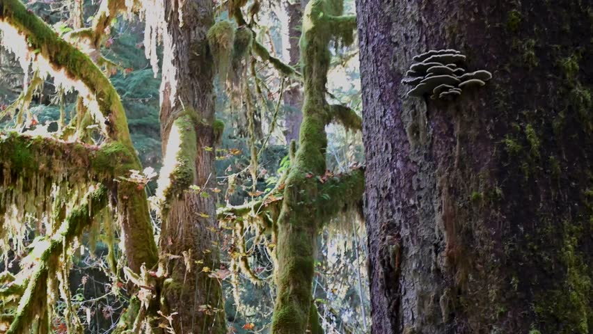Close-up of bracket fungi growing on moss-covered tree trunk in a misty temperate rainforest.