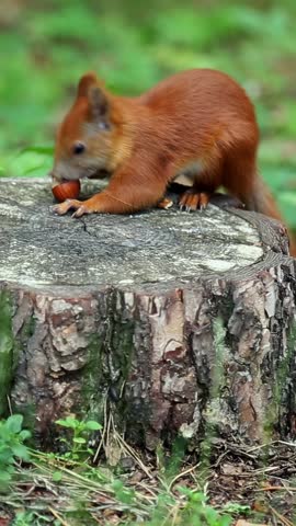 A red squirrel sits on a tree stump, holds a nut in its paws, and nibbles a hazelnut nut. demonstrating detailed natural feeding behavior in the forest. The squirrel runs away with the food.