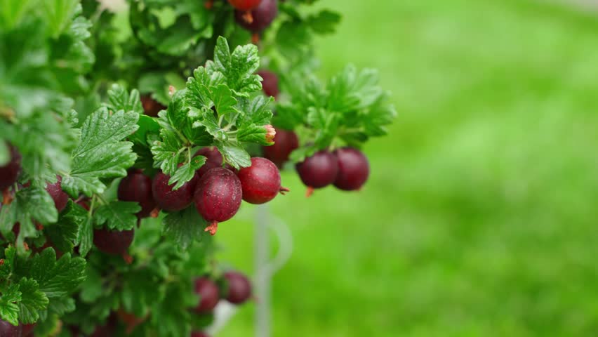 Ripe red gooseberries on the branches of a bush, close-up on a blurred background