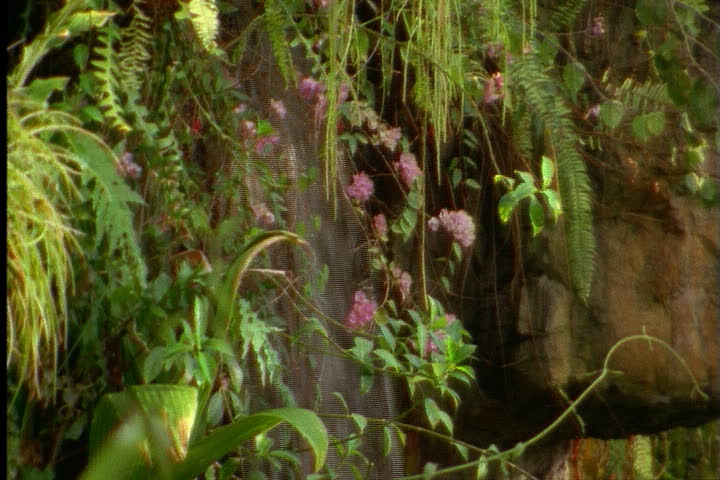 ST. LOUIS - CIRCA MARCH 2000: Waterfall surrounded by tropical plants.