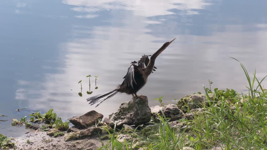  Anhinga Bird Sunning Near Florida Lake