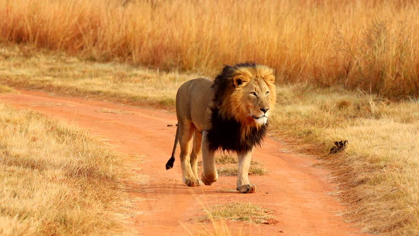 Majestic adult male lion walking along dirt double track of game reserve
