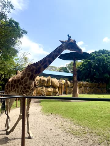Beautiful and healthy giraffe in the zoo, with green grass and bright blue clouds in the city of Surabaya Indonesia