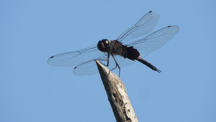 Dragonfly relaxing on stick waiting for food .