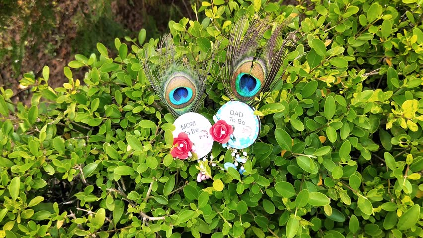 Close-up of Mom-to-Be and Dad-to-Be badges with peacock feathers on lush green foliage. Maternity shoot celebrating pregnancy and expecting parents in nature. Emphasizes love, joy and family.