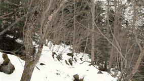Static 4K shot of a snowy forest with mossy rocks and bare trees. Peaceful winter scene, ideal for backgrounds, documentaries, or ambient nature content. - Powered by Shutterstock - Get 15% off with code: PIKWIZARD15