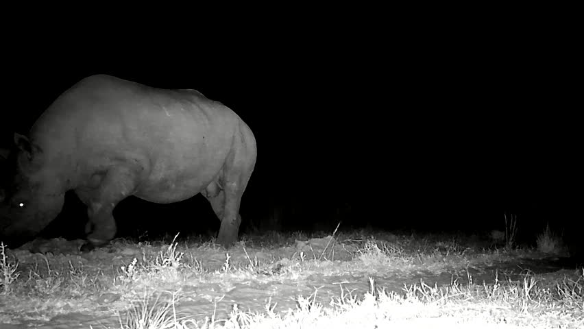 Black rhino walks up to motion sensor camera trap at night