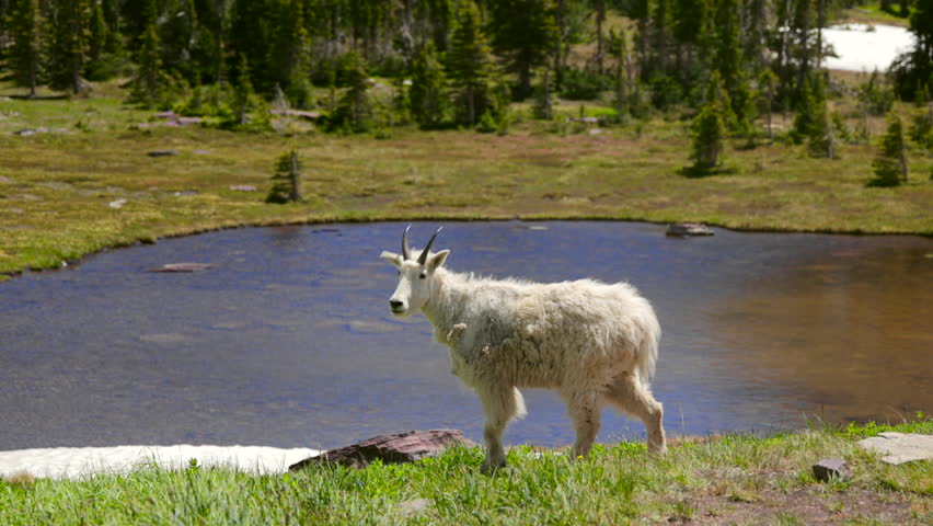 A majestic mountain goat stands by an alpine lake, surrounded by vibrant greenery and tall trees, showcasing natures beauty in this perfect landscape for outdoor lovers and nature enthusiasts