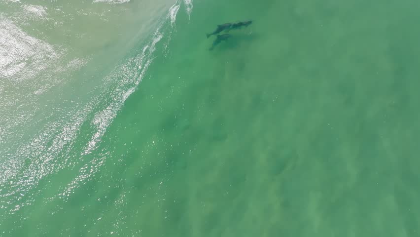 Drone clip of pod of dolphins swimming in shorebreak waves in Australia