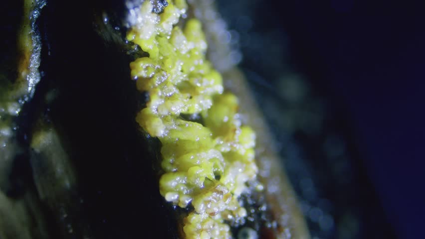 Slime mold plasmodium reaction to bright light, pulsation dying