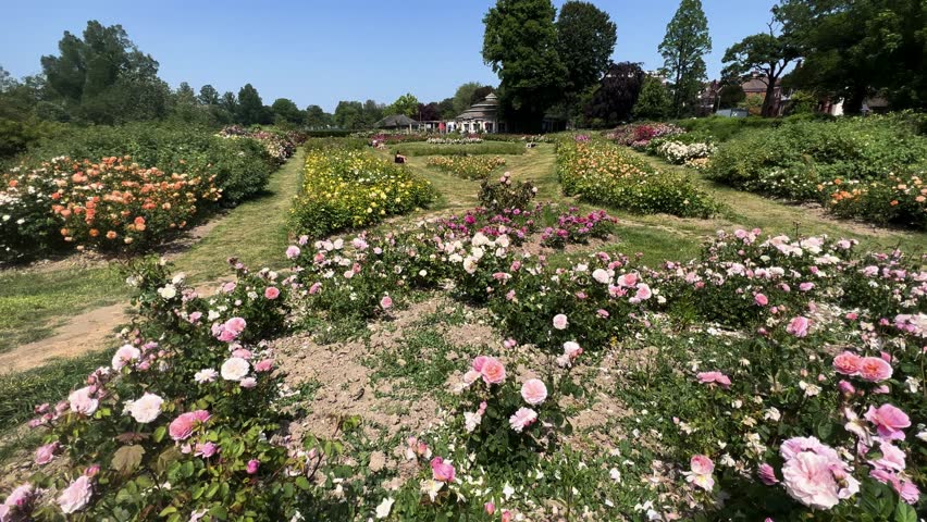 Beautiful Color Roses Botanic Garden