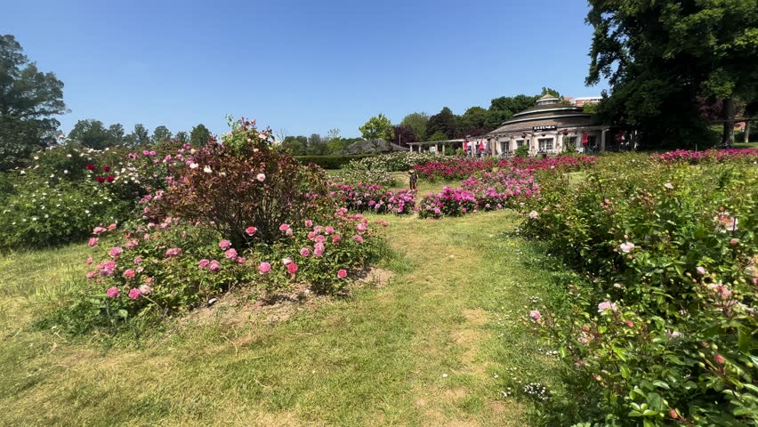 Beautiful Field of Roses Botanic Garden