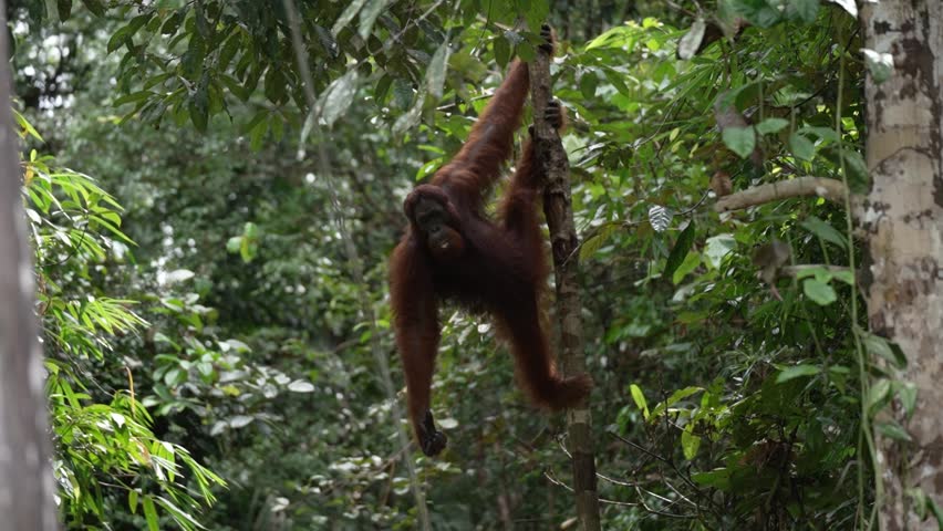 A volunteer feeds fruits to an Orangutan