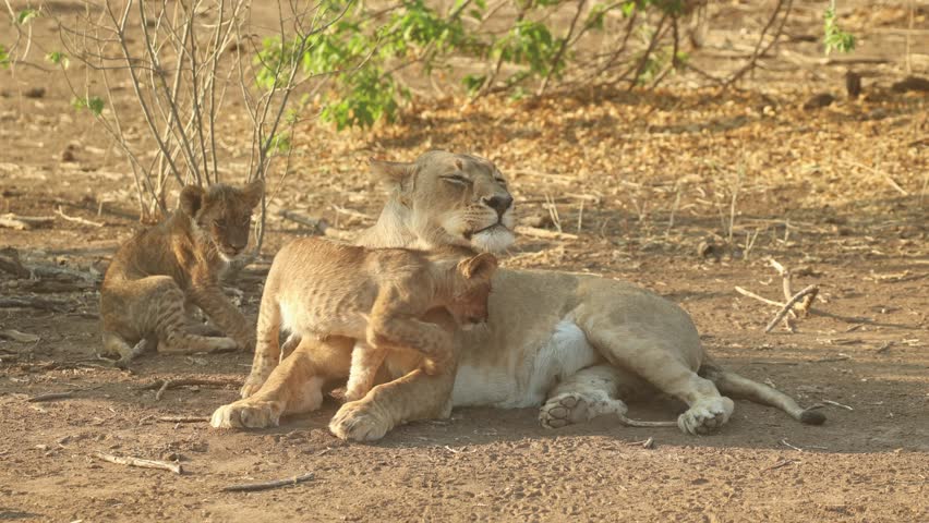 Tender moment between a mother lioness and her three tiny cubs cuddling and rolling around before the cubs start drinking milk, Mashatu Game Reserve.