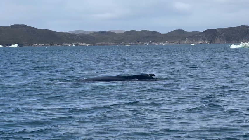 A whale swims in the icy waters of Greenland, surrounded by icebergs and mountains under a cloudy sky, tc01
