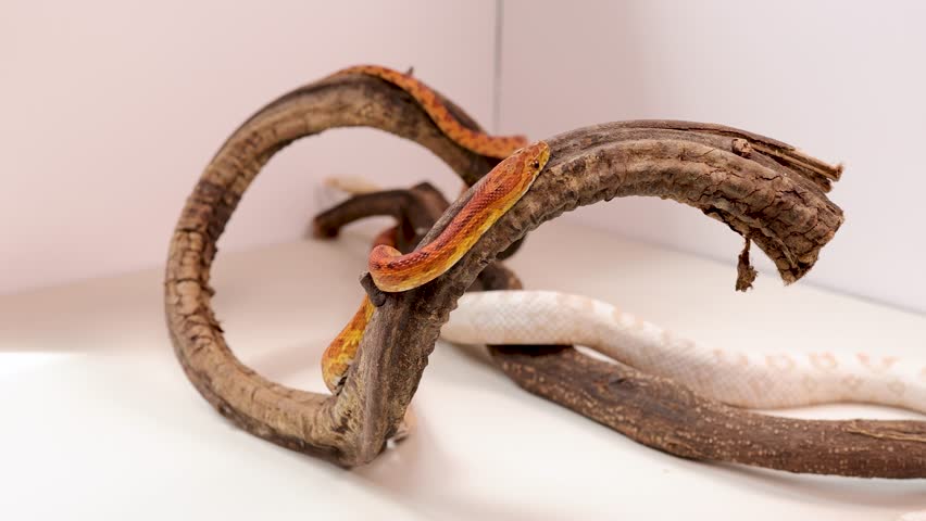 A corn snake moves gracefully through a twisted wooden branch in a well-lit white studio, highlighting its vibrant scales and natural behavior