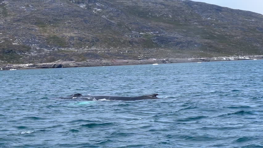 A whale swims in the icy waters of Greenland, surrounded by icebergs and mountains under a cloudy sky, tc01
