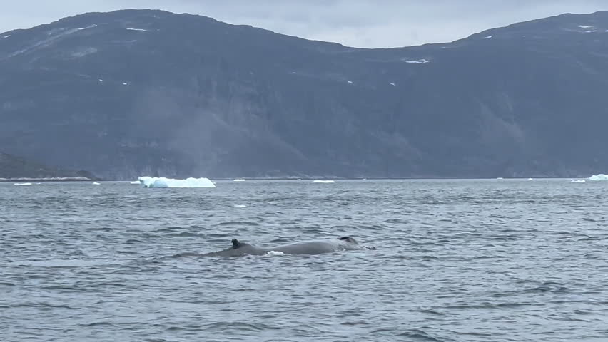 A whale swims in the icy waters of Greenland, surrounded by icebergs and mountains under a cloudy sky, tc01
