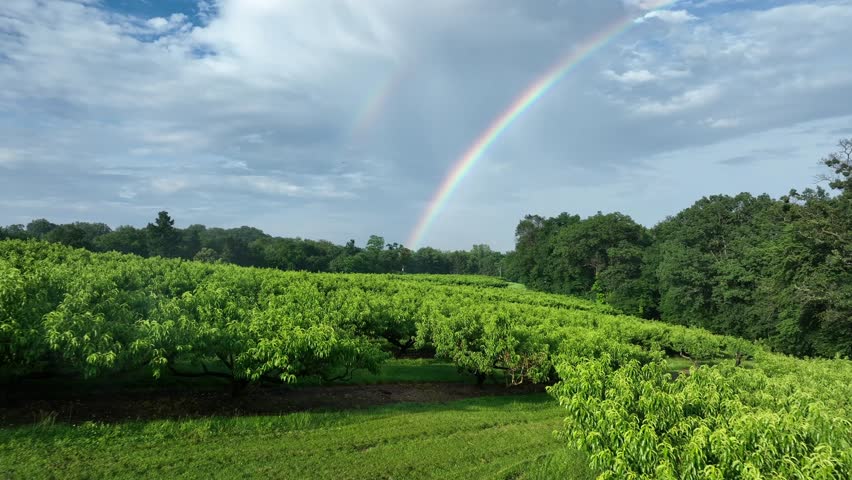 Planted fruit trees in garden in front of rainbow at blue sky. Aerial forward wide shot. Cultivated fields in American countryside. Dolly.