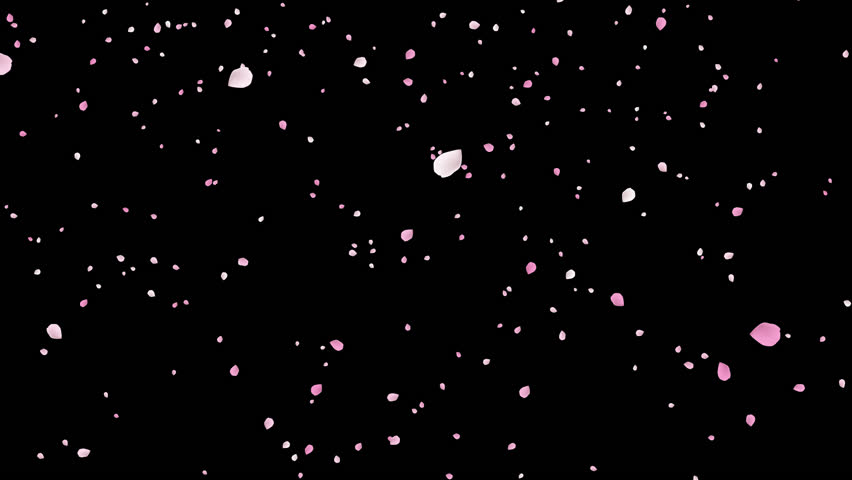 Cherry Blossom. Cherry Blossom falling with alpha channel for overlays , Also good background for scene and titles, logos.