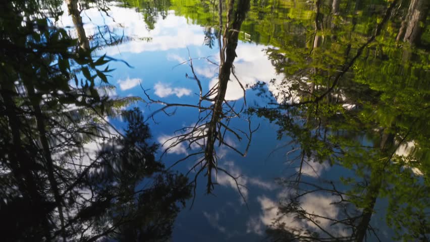 Calm Reflections: Trees Mirrored in Still Water on a Clear Day