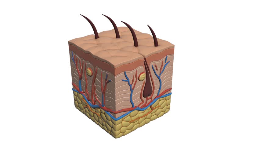 Skin structure cubic model of internal structure layers able to loop endless 4k. 3D Illustration