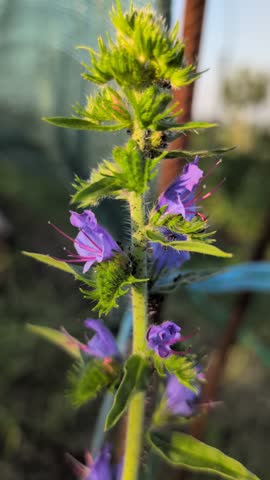 There is a stunning, beautiful purple flower accompanied by vibrant green foliage growing in nature