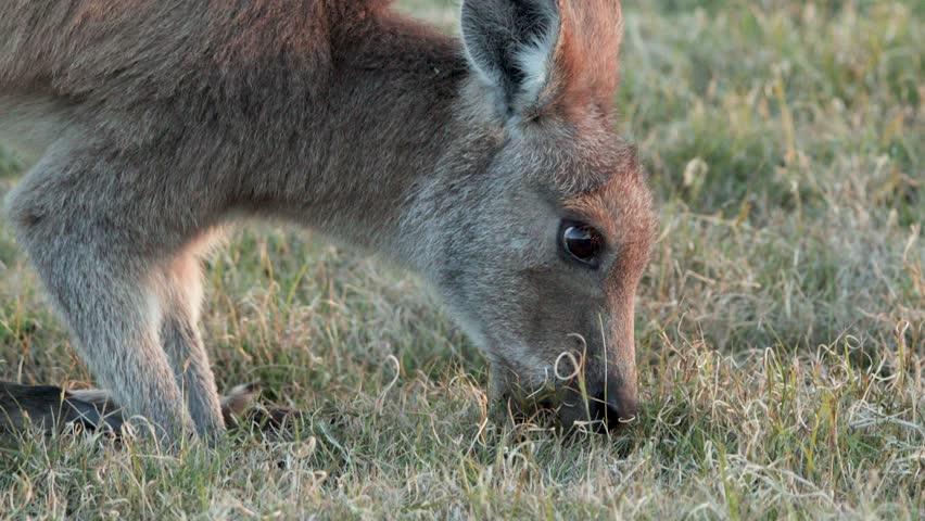 An eastern grey kangaroo feeds on grass in a natural field at Coombabah, Gold Coast, Australia. Soft, natural dusk lighting with steady close-up camera work