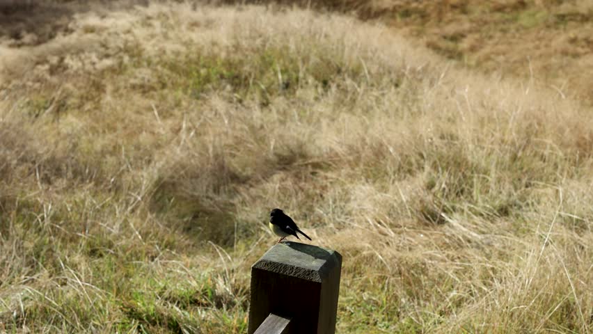 A New Zealand tomtit bird perches on a wooden trail marker in sunlit dry grassland. Static camera, natural daylight, shallow depth of field