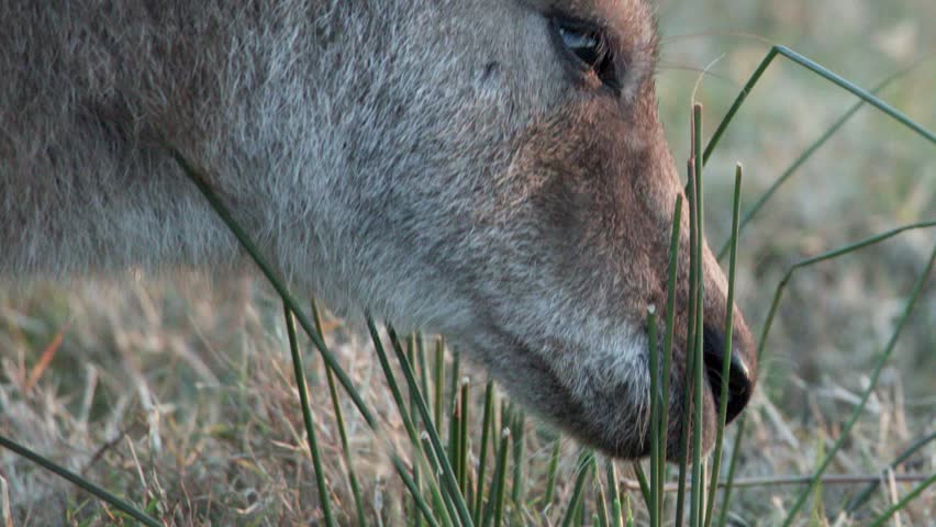 Close-up side view of an eastern grey kangaroo eating grass in a natural field, soft natural lighting, steady camera, tranquil atmosphere
